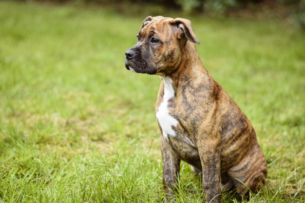 a brown and white dog sitting on top of a lush green field