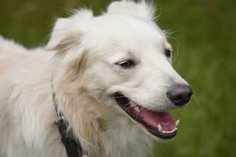 a close up of a white dog with a black collar