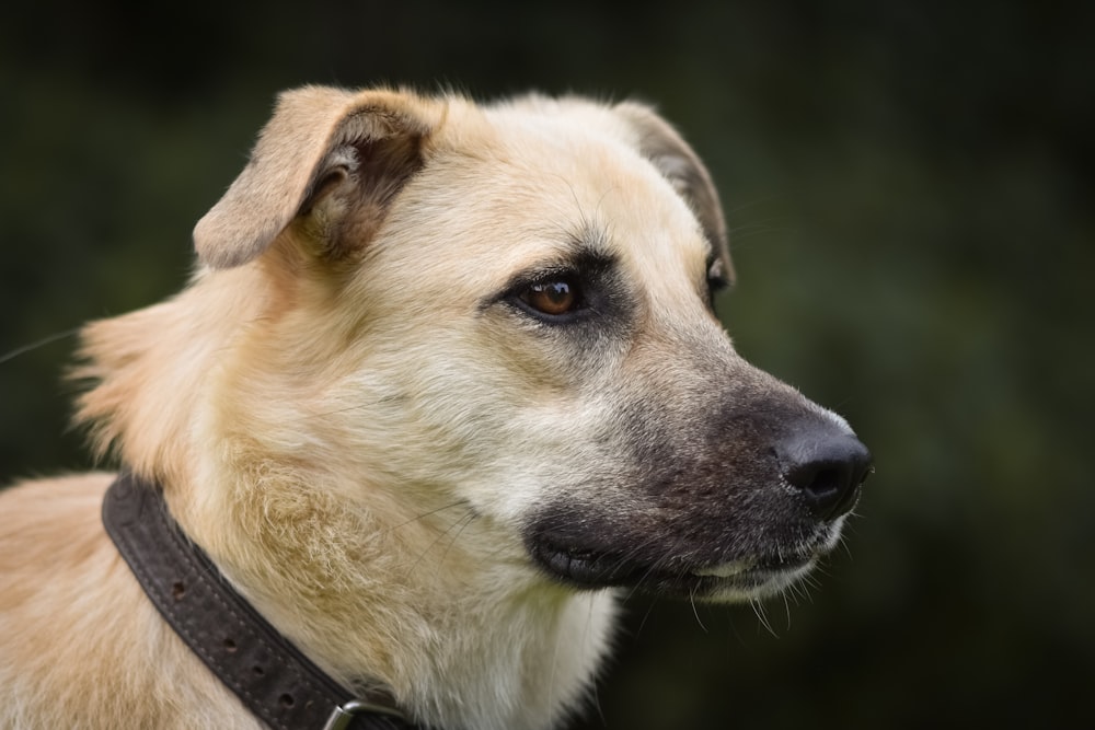 a close up of a dog wearing a collar