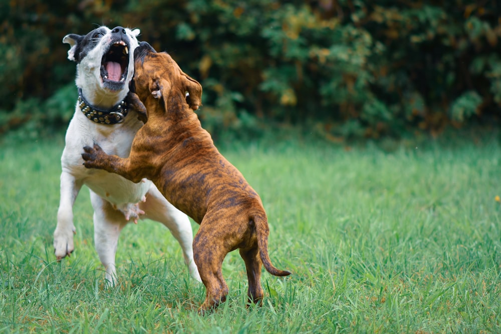 two dogs playing with each other in the grass