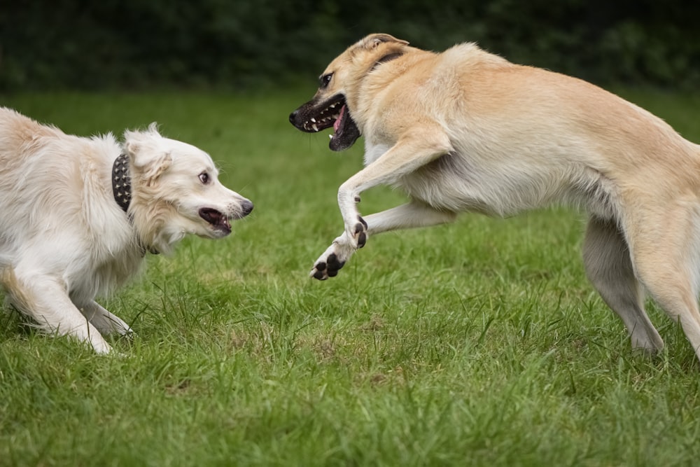 two dogs playing with each other in the grass