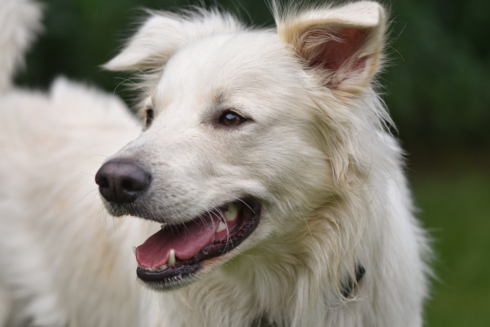 a close up of a white dog with its mouth open