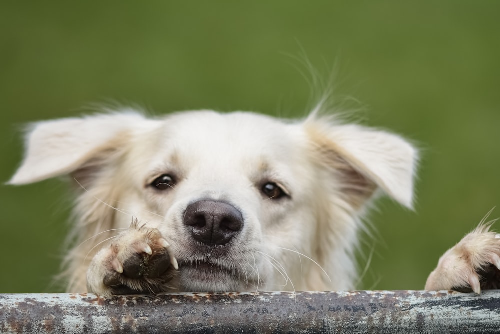 a close up of a dog's paw on a fence