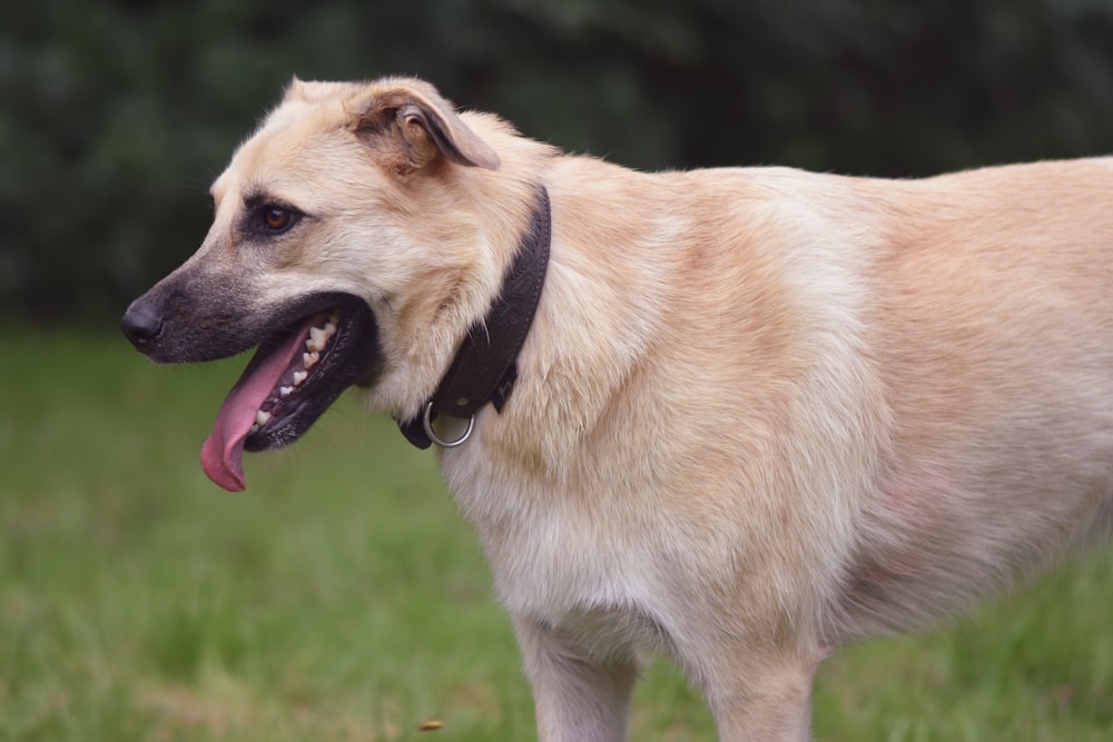 a dog standing in the grass with its tongue out