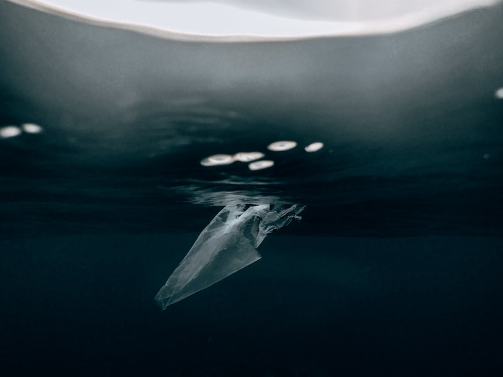 a plastic bag floating in the water