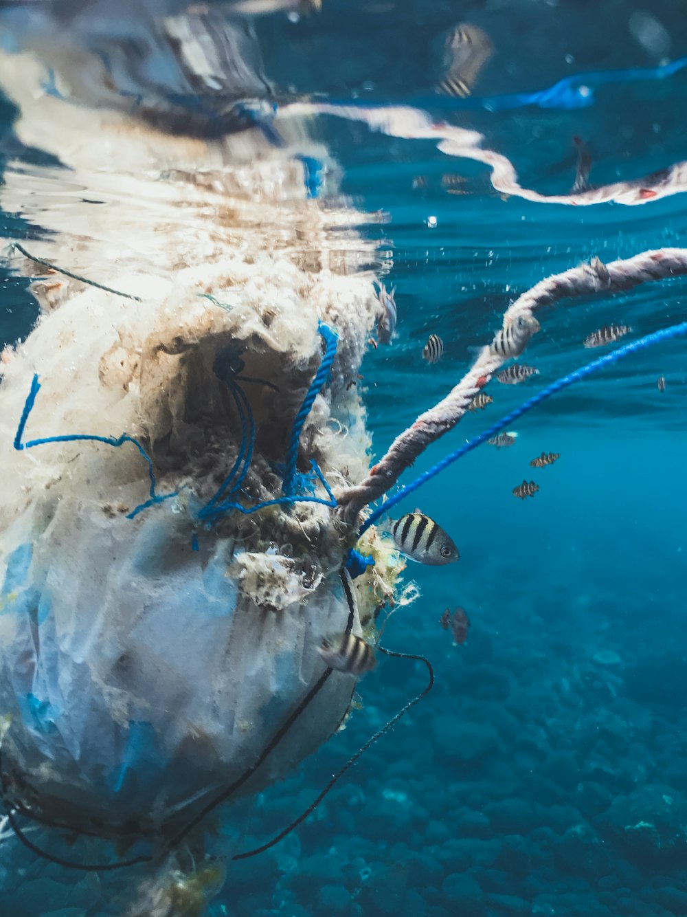 eine Plastiktüte, die im Wasser schwimmt