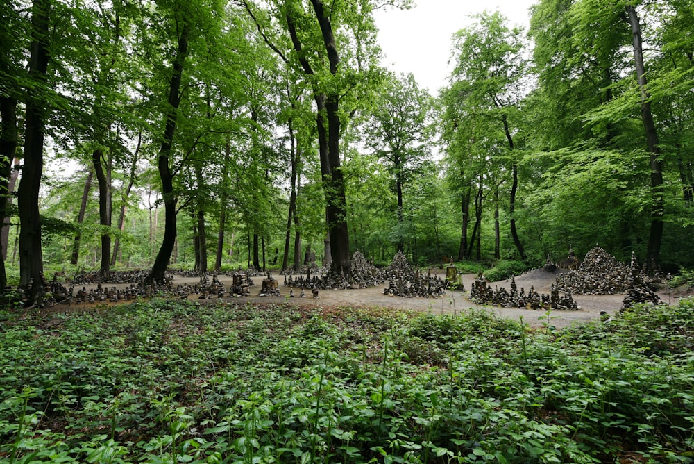 a forest filled with lots of trees and lots of rocks