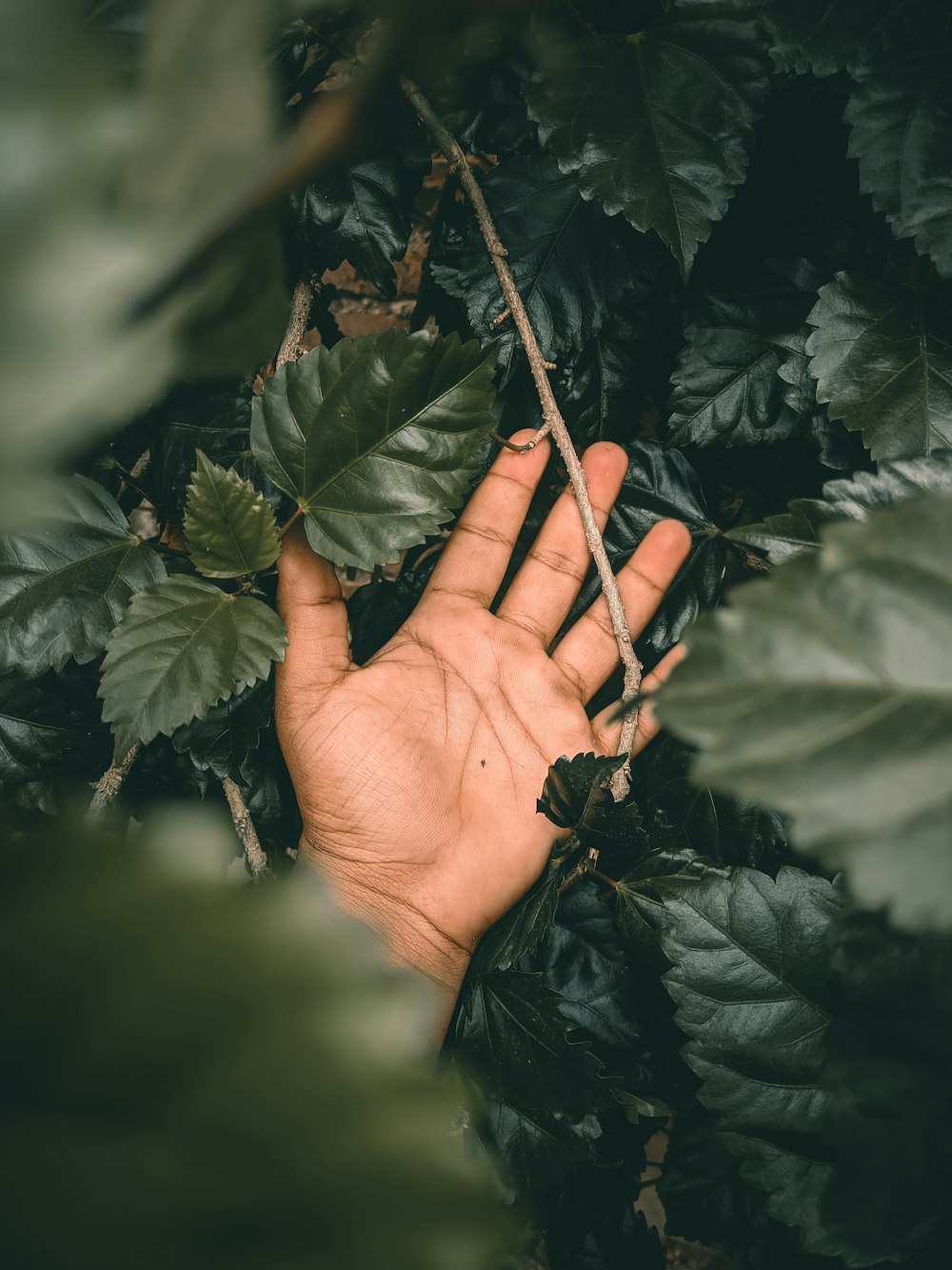 a person's hand reaching for a plant