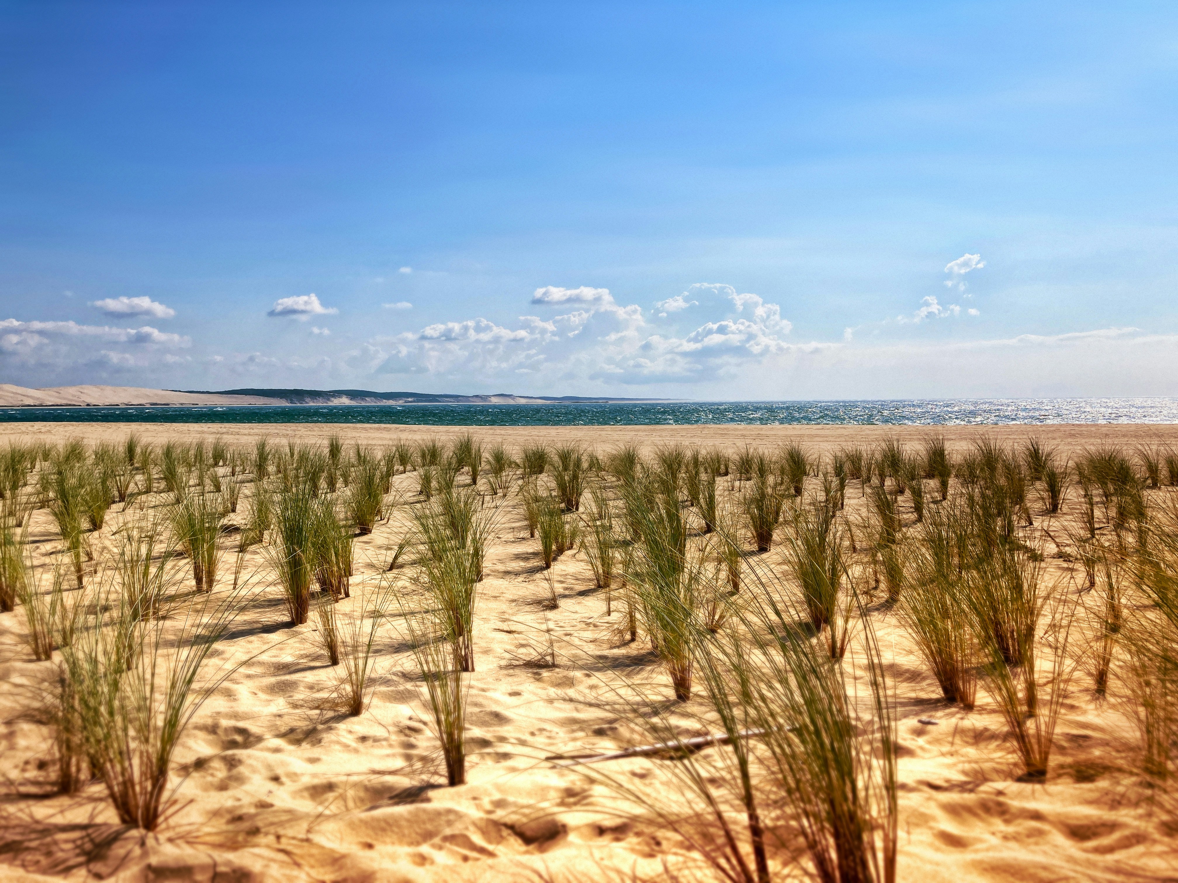 a field of grass in the middle of the desert