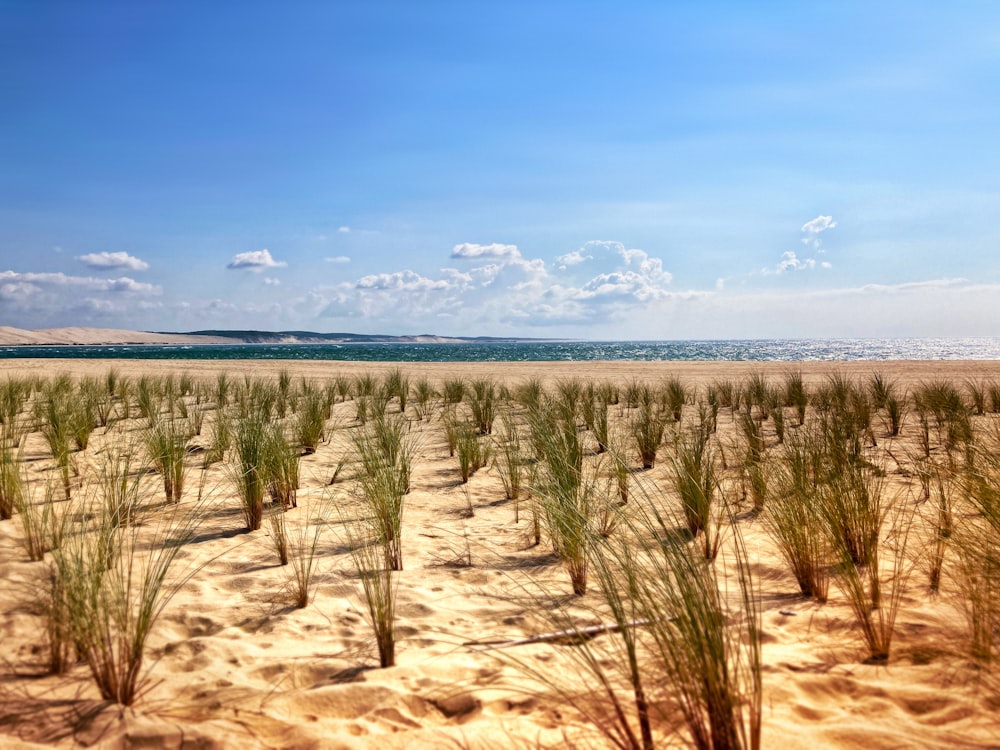 a field of grass in the middle of the desert