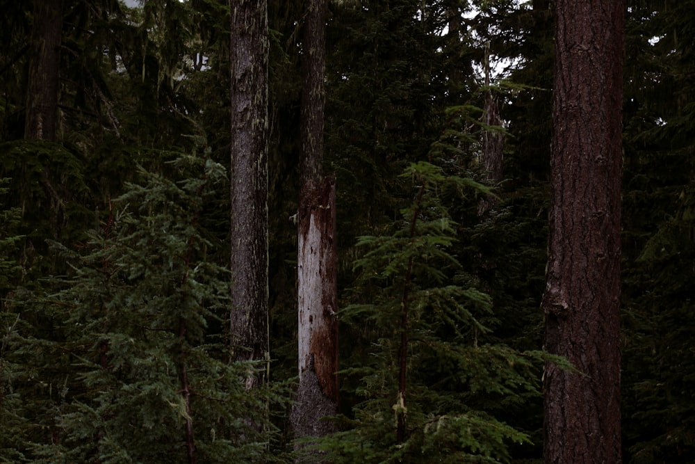 a forest filled with lots of tall trees