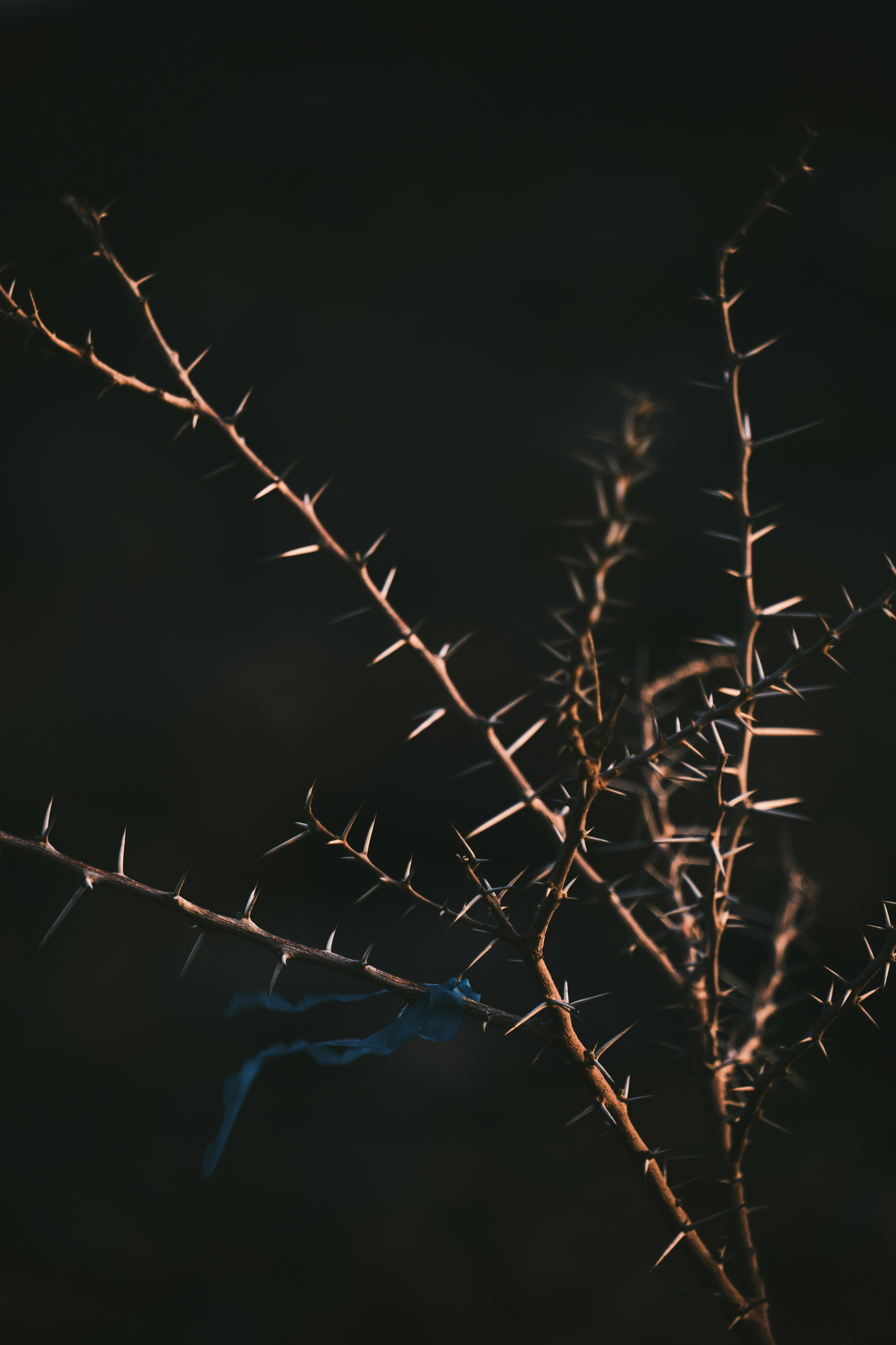 Photo by lazyeyedone