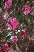 Pink flowers with multiple layers of petals are surrounded by elongated green leaves. Some flowers appear to be wilting, adding a sense of natural imperfection. The background is blurred, highlighting the vibrant blossoms and giving a sense of depth to the composition.