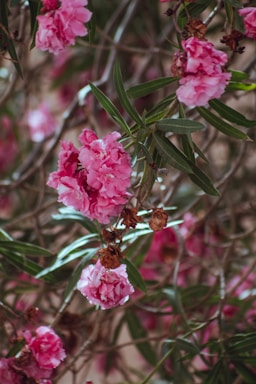 Pink flowers with multiple layers of petals are surrounded by elongated green leaves. Some flowers appear to be wilting, adding a sense of natural imperfection. The background is blurred, highlighting the vibrant blossoms and giving a sense of depth to the composition.