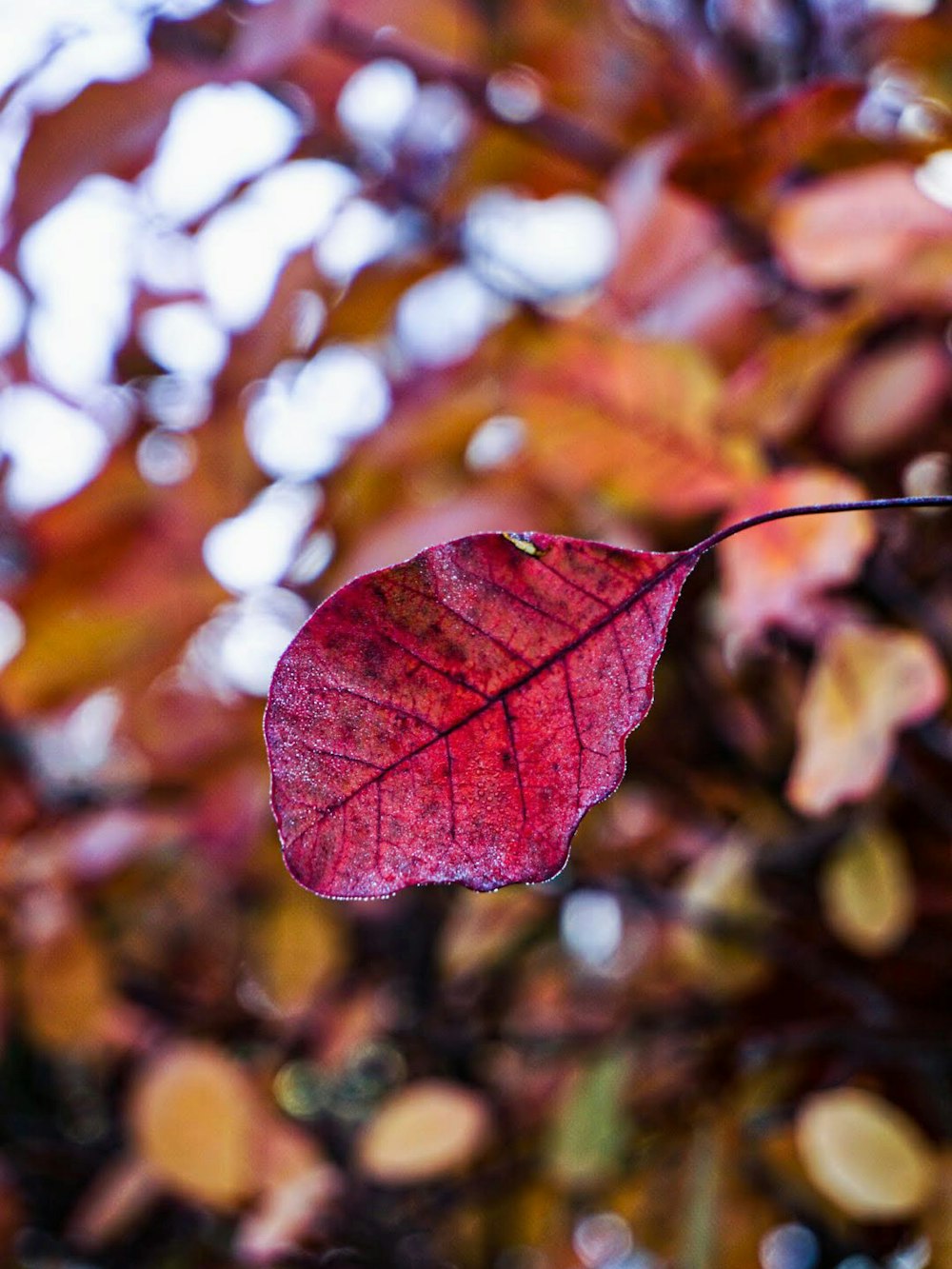 a red leaf hanging from a tree branch