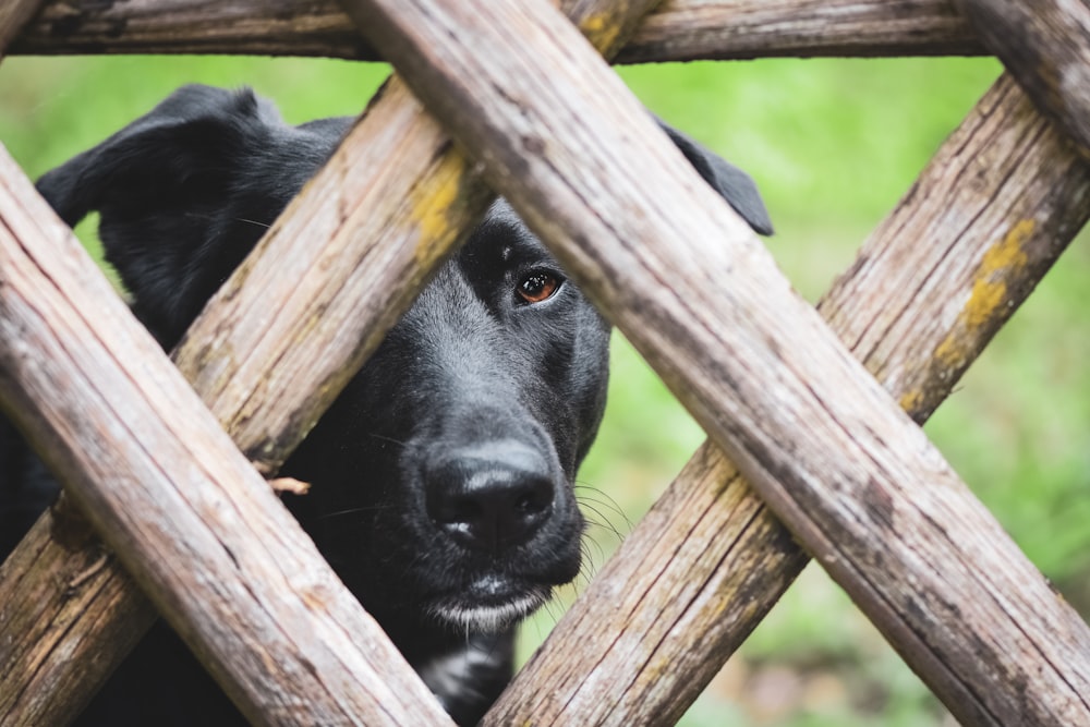 Un cane nero che sbircia attraverso una staccionata di legno