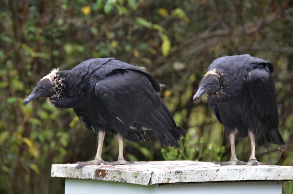 two black birds sitting on top of a wooden post