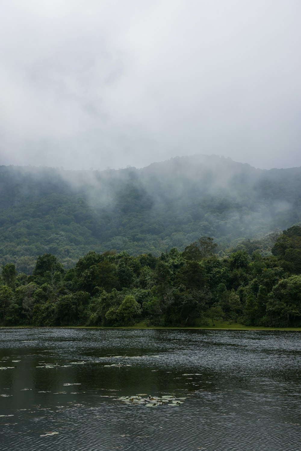 a body of water surrounded by lush green trees