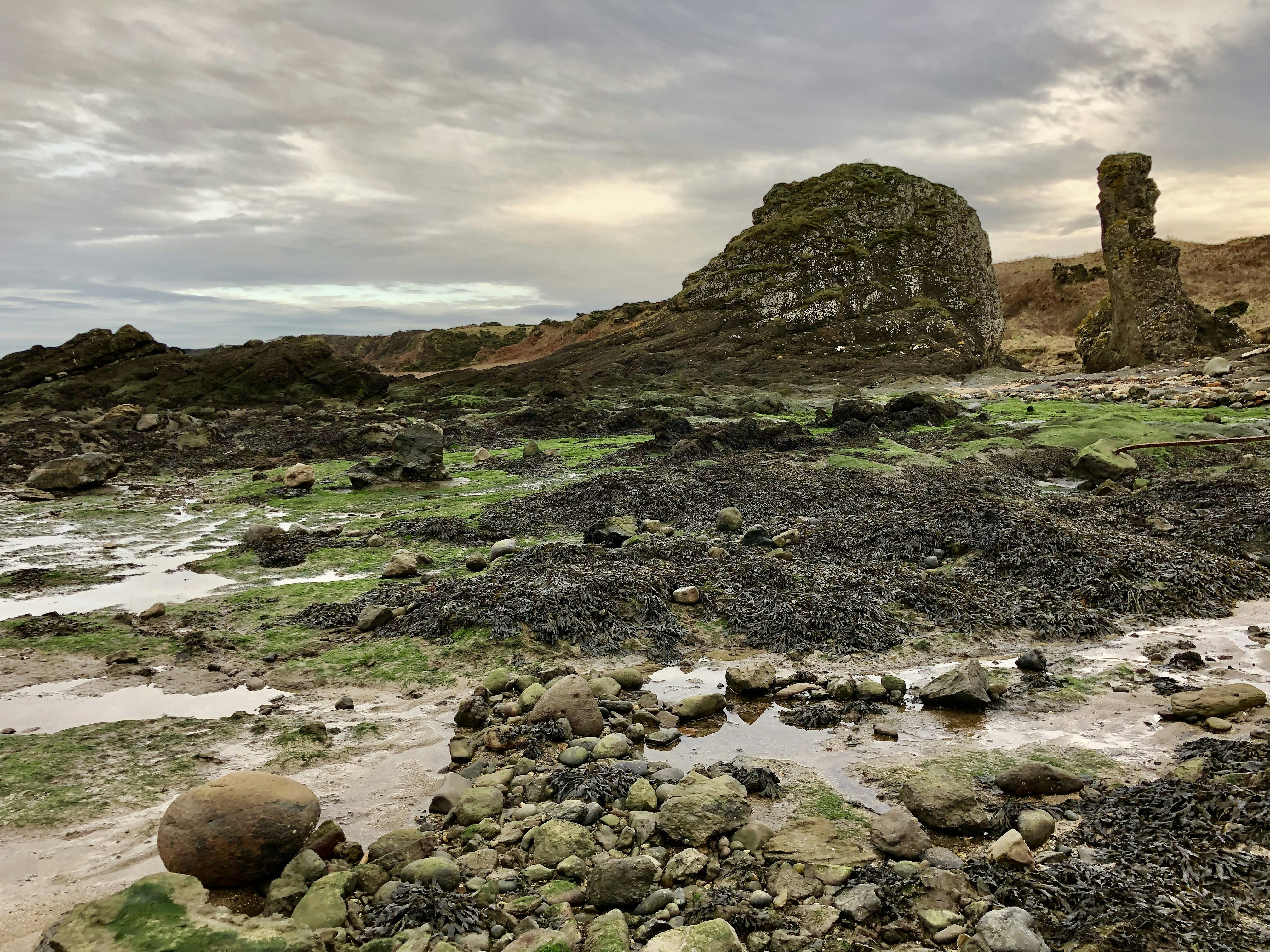 Rocky coastline at low tide, grey-green sea vegetables clinging to dark wet rocks, overcast sky, misty horizon, dramatic coastal light