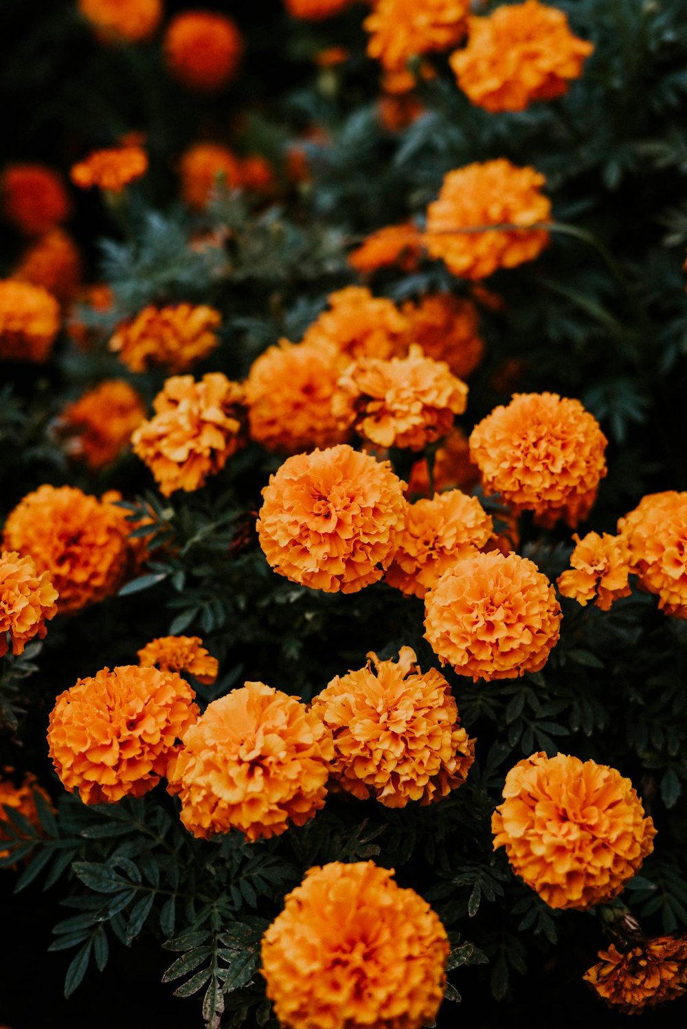 a close up of a flower