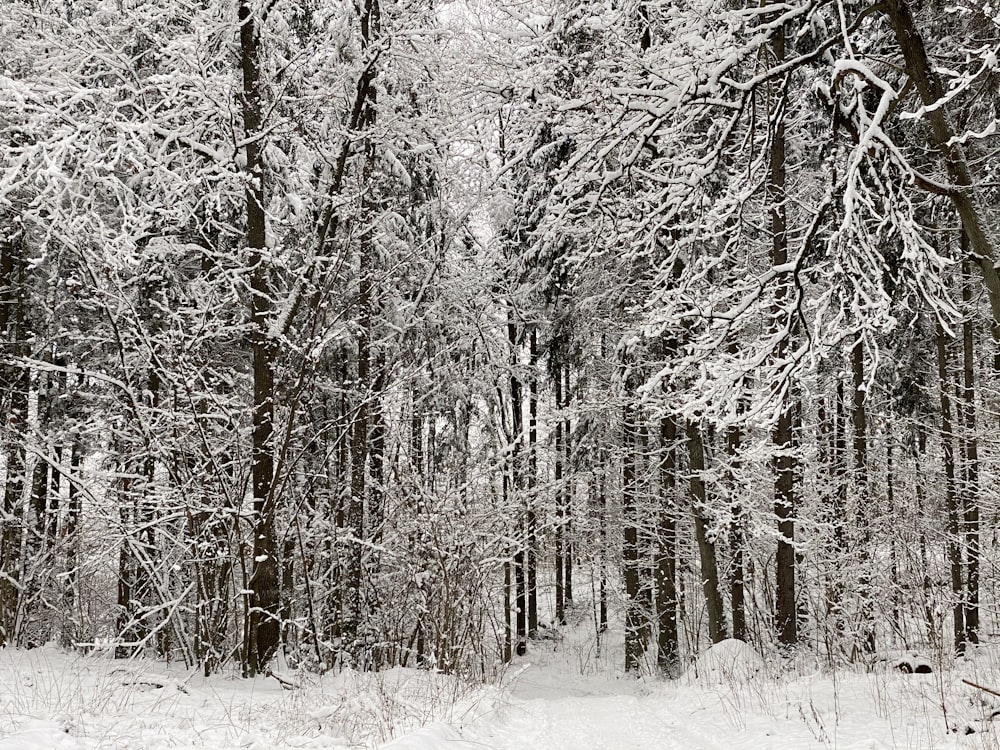 a snow covered forest filled with lots of trees