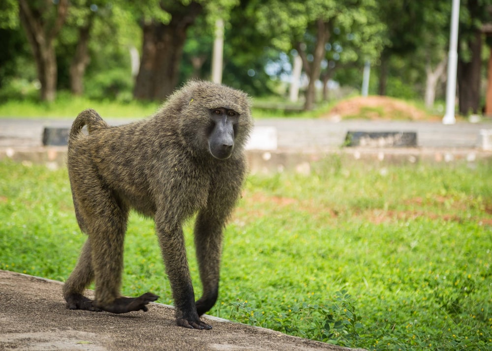 a baboon standing on a cement slab in a park