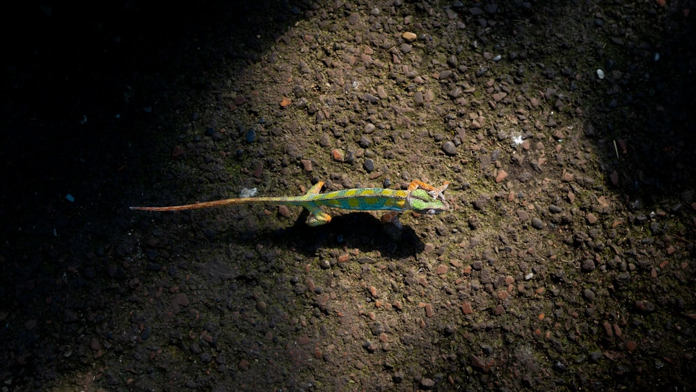 a lizard is laying on the ground in the dark