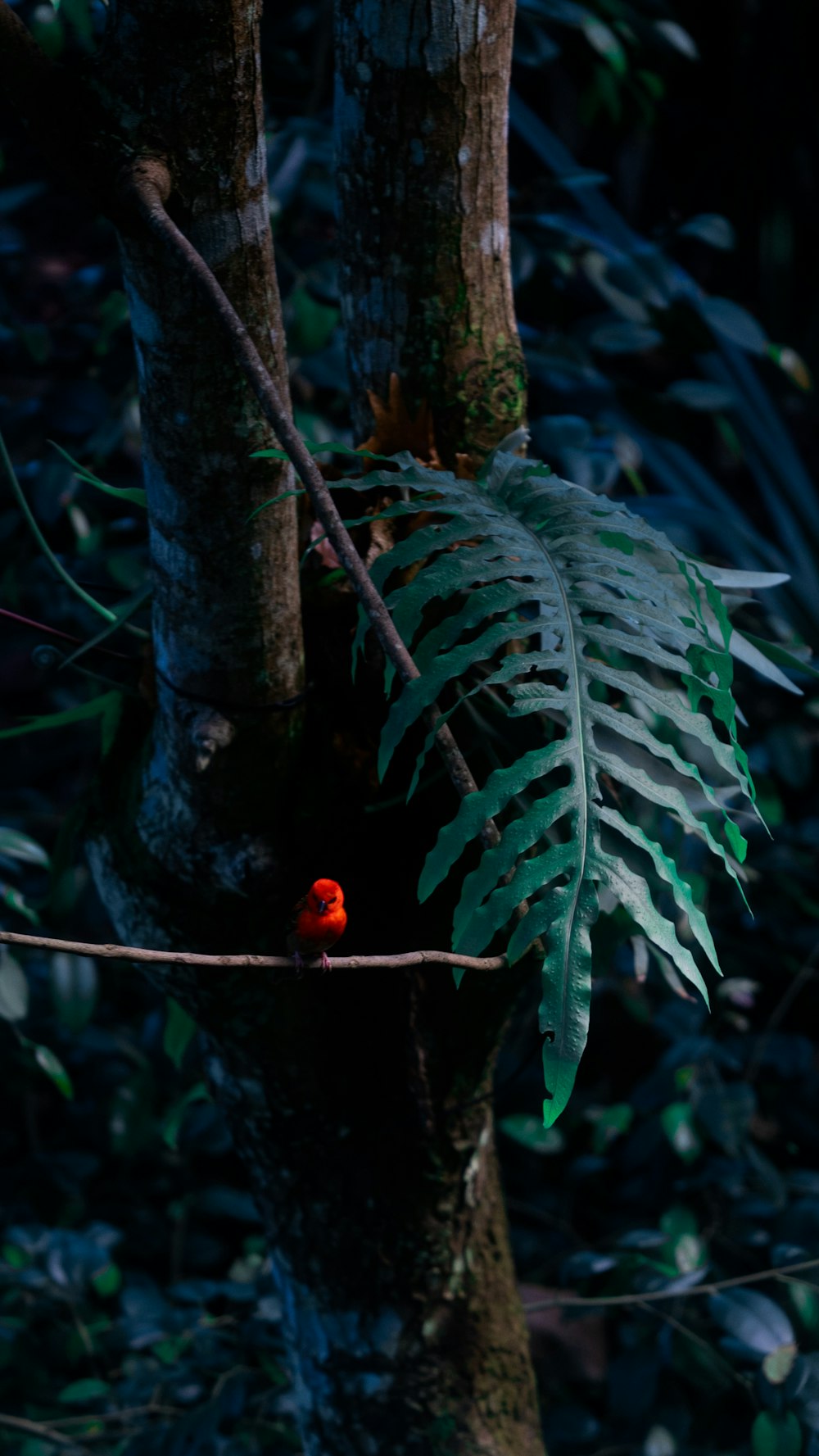 a small red bird perched on a tree branch