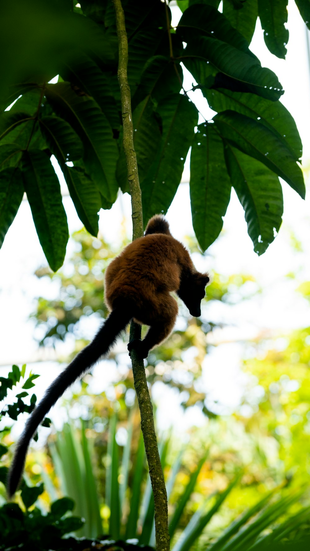 a monkey is sitting on a tree branch