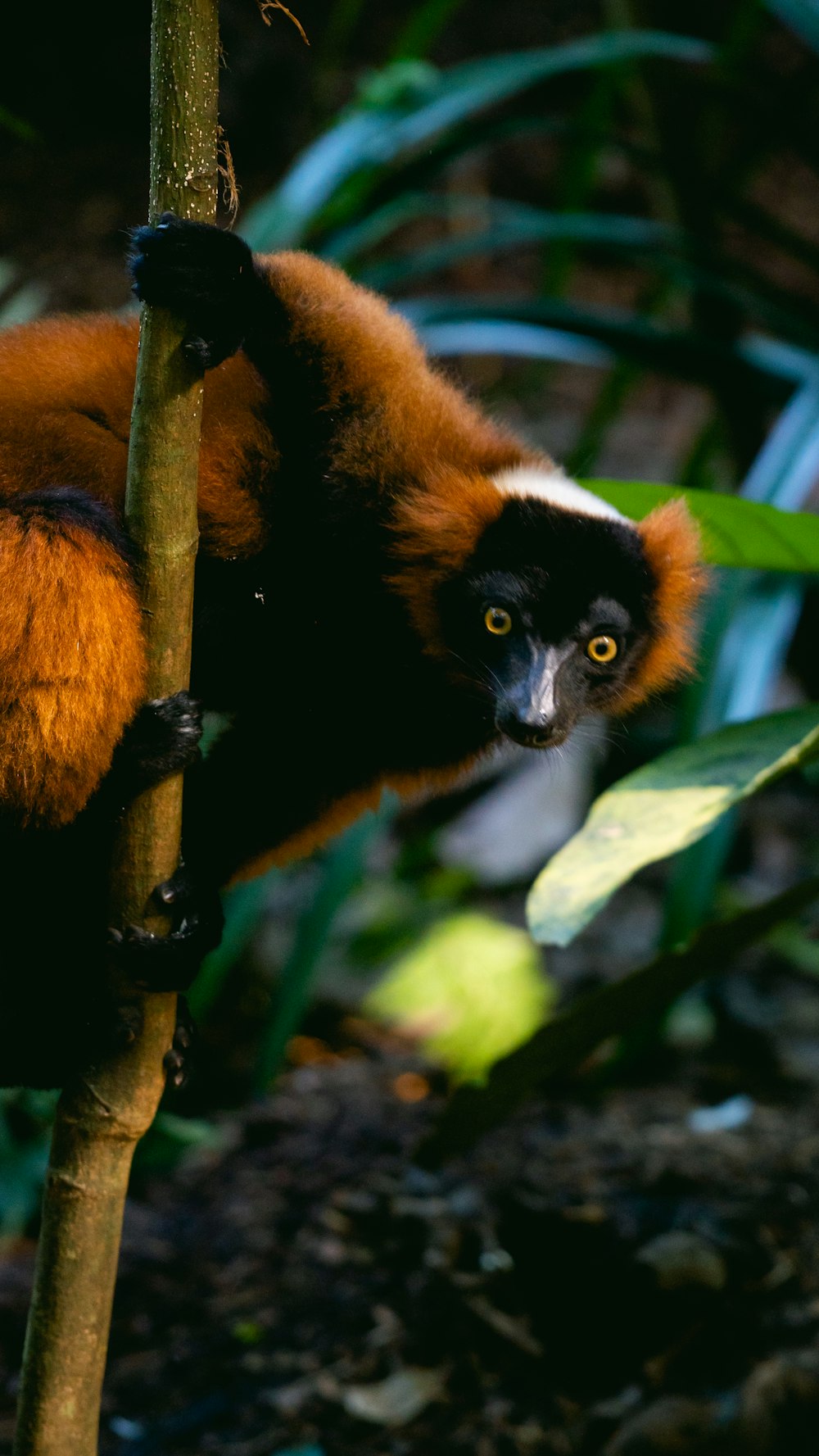 a brown and white monkey hanging from a tree