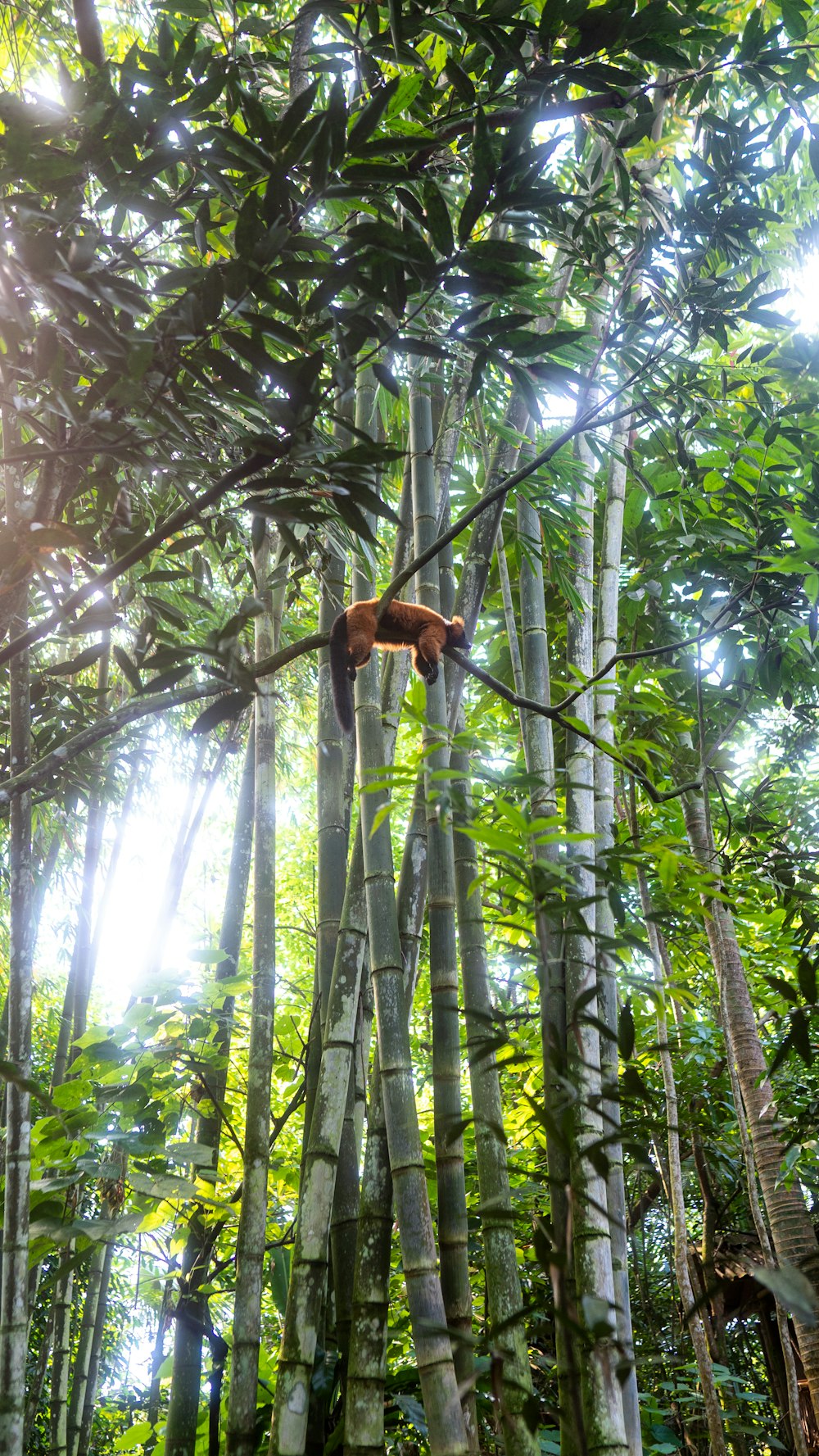 a monkey hanging from a tree in a forest