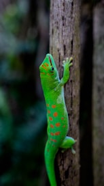 a green gecko climbing up a tree