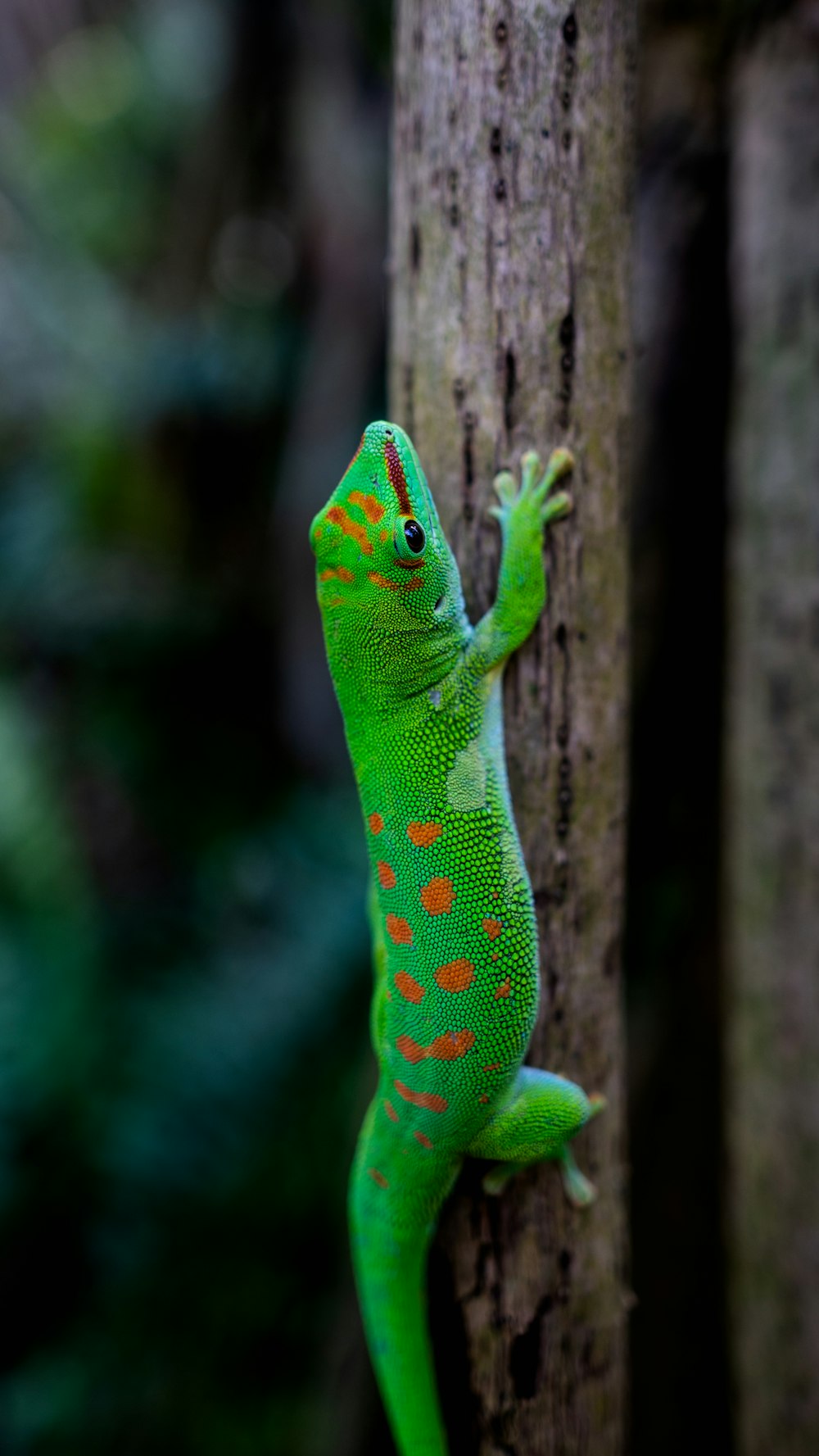 a green gecko climbing up a tree