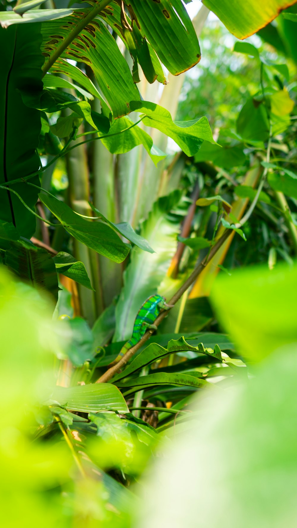 a small green insect sitting on a leafy plant