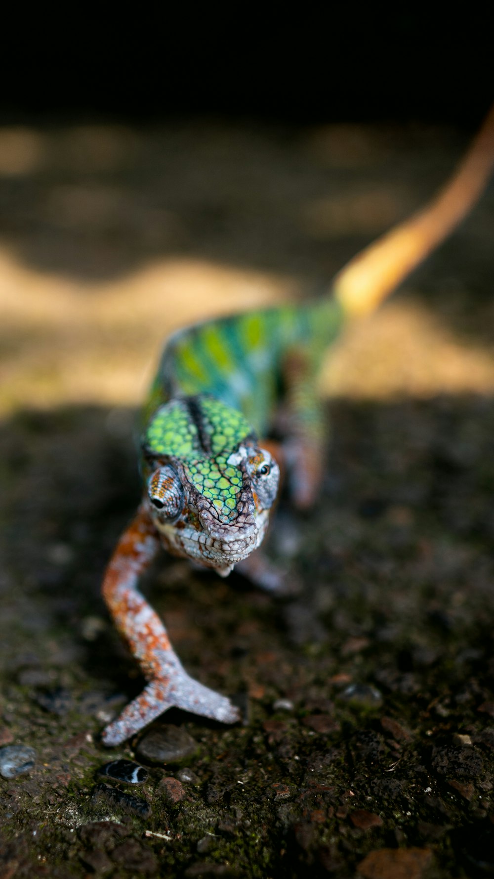 a close up of a frog