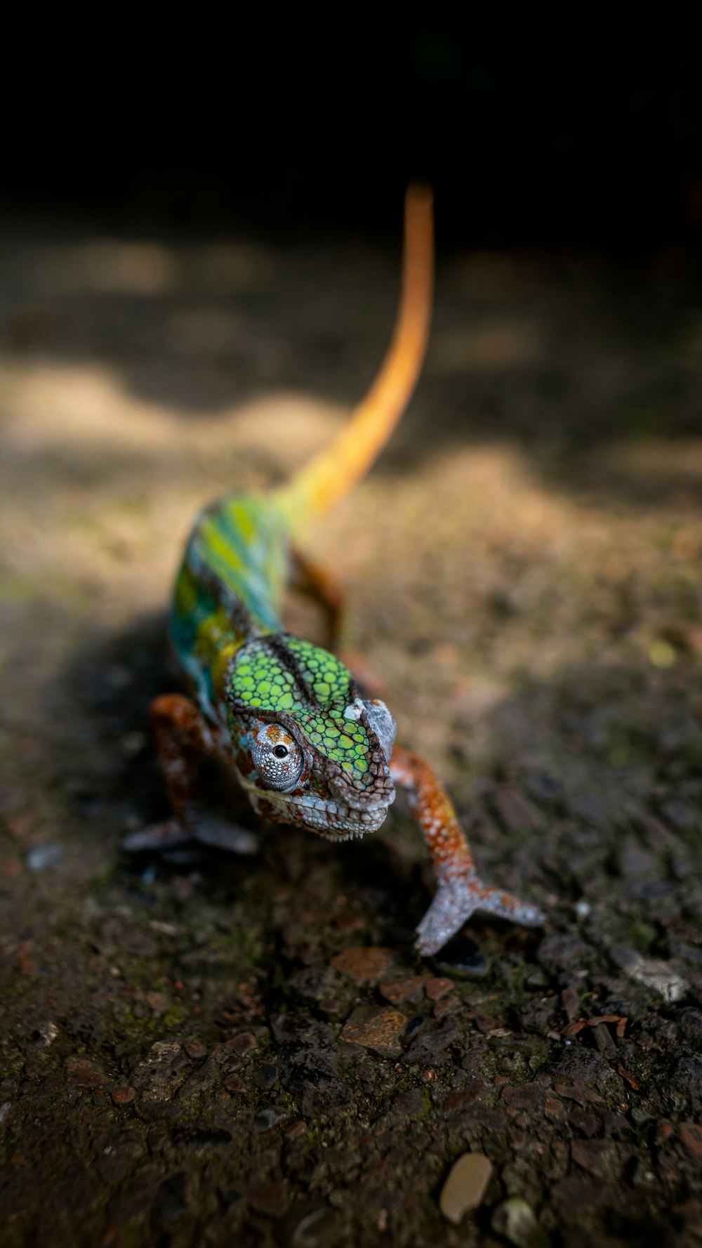 um close up de um lagarto