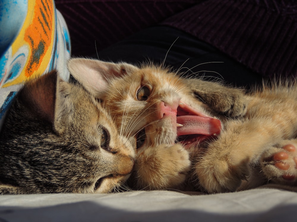 a small kitten laying on top of a bed