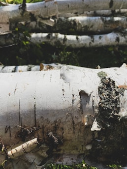 Close-up of birch logs with distinctive white bark