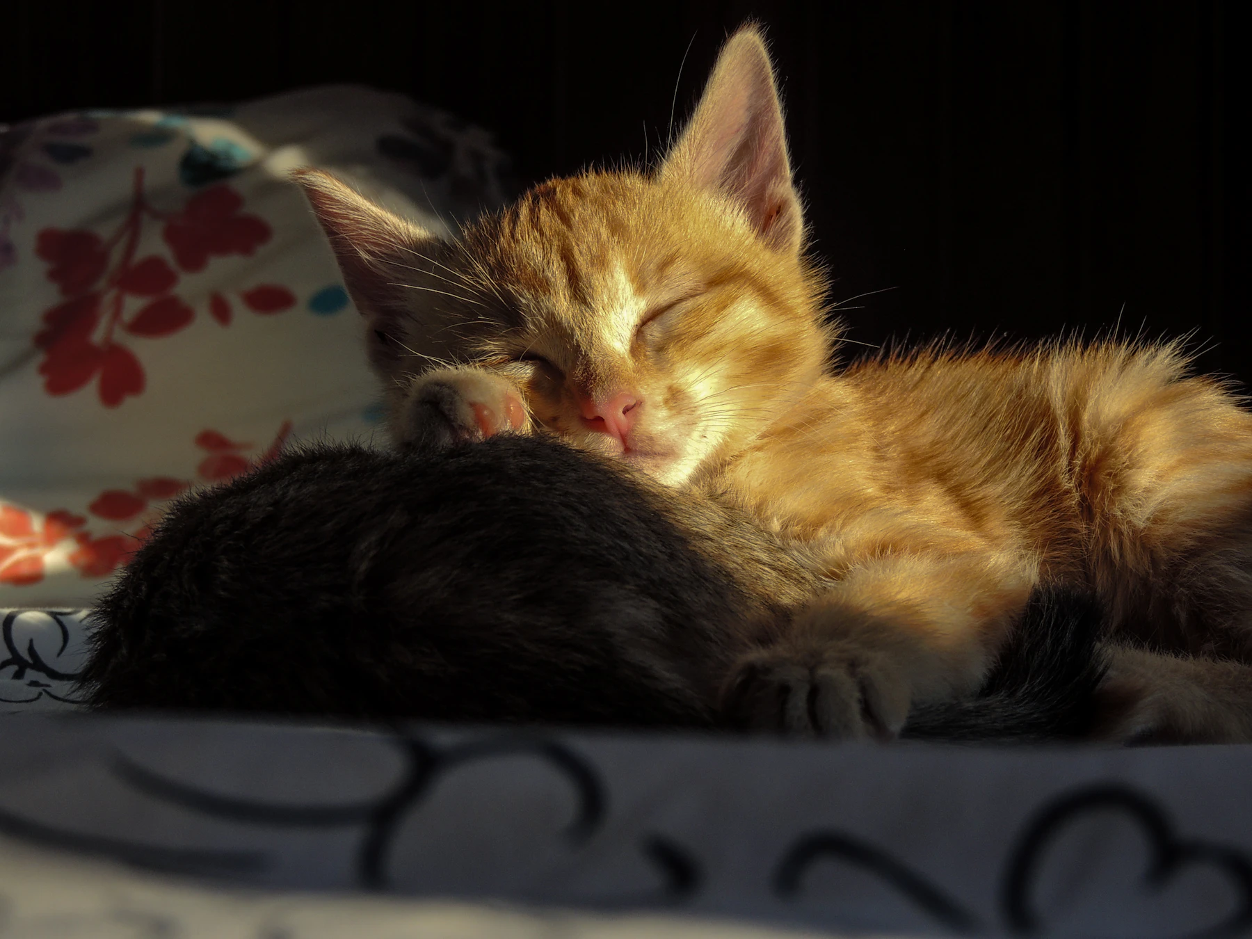An orange kitten asleep against a dark littermate on a bed in a patch of sun
