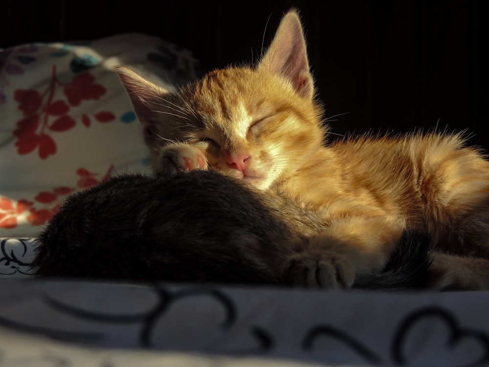 a small kitten sleeping on top of a bed