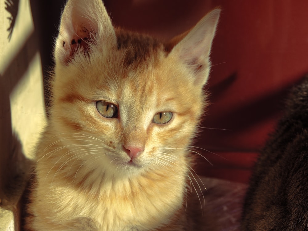 a small orange kitten sitting next to a black cat