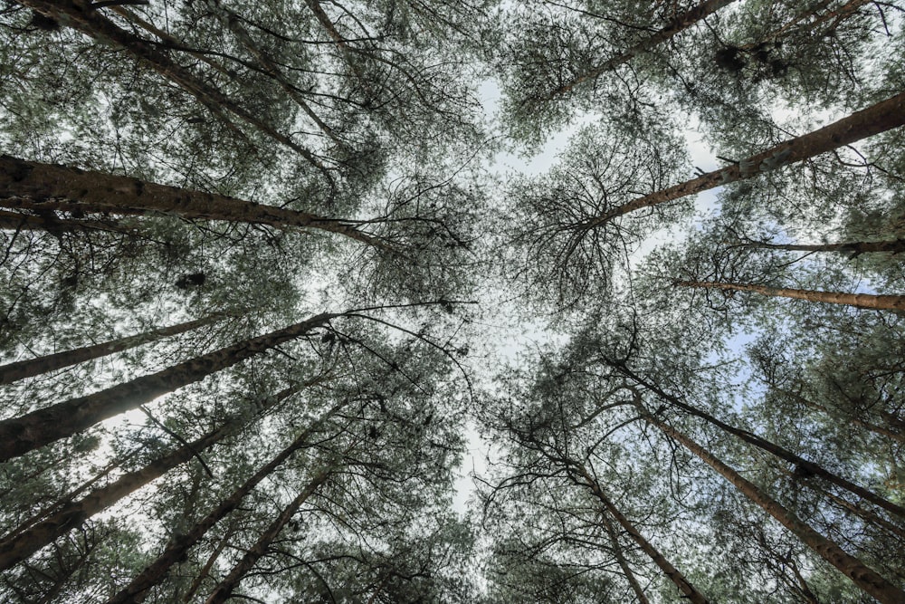 looking up at the tops of tall trees