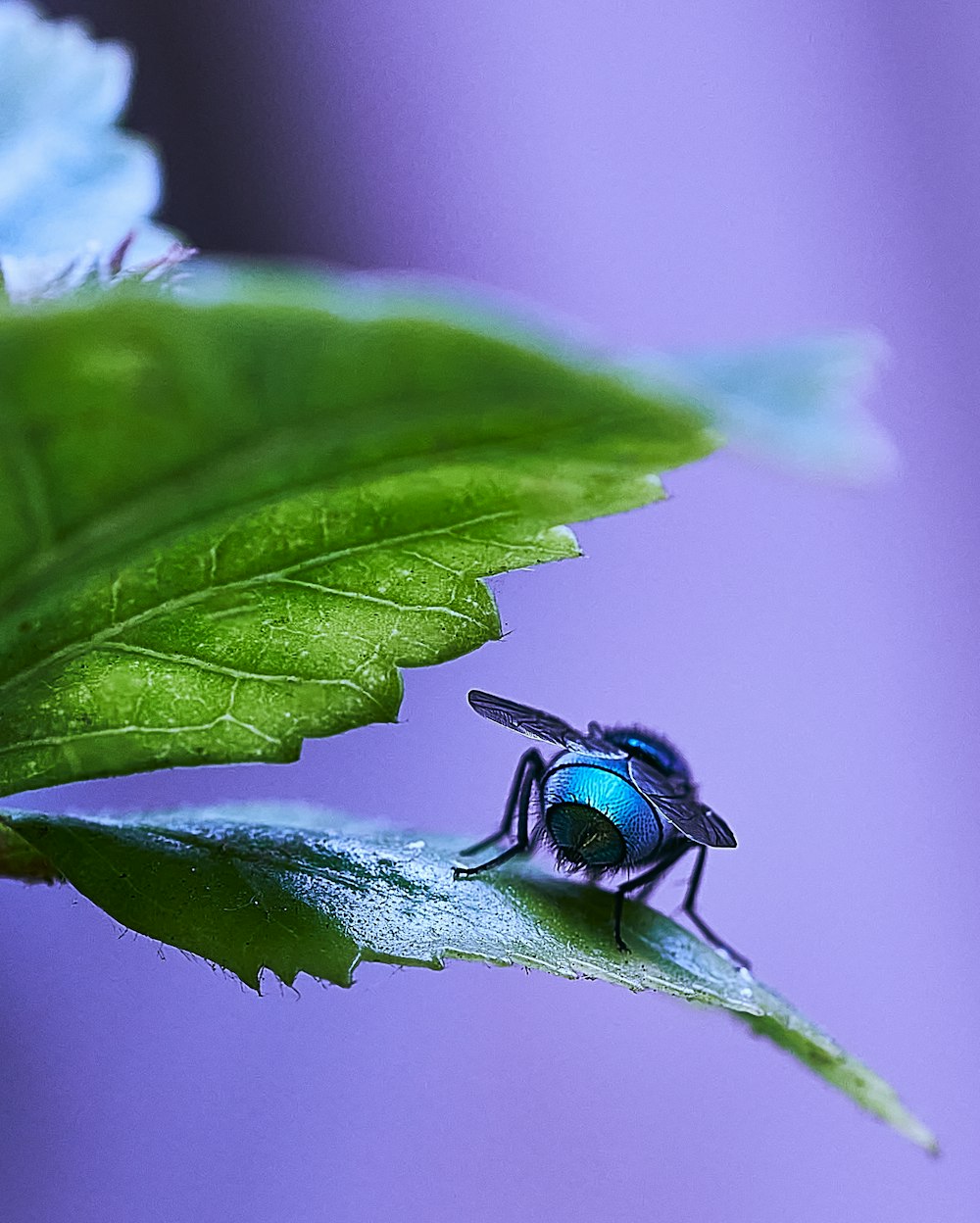 a blue fly sitting on top of a green leaf