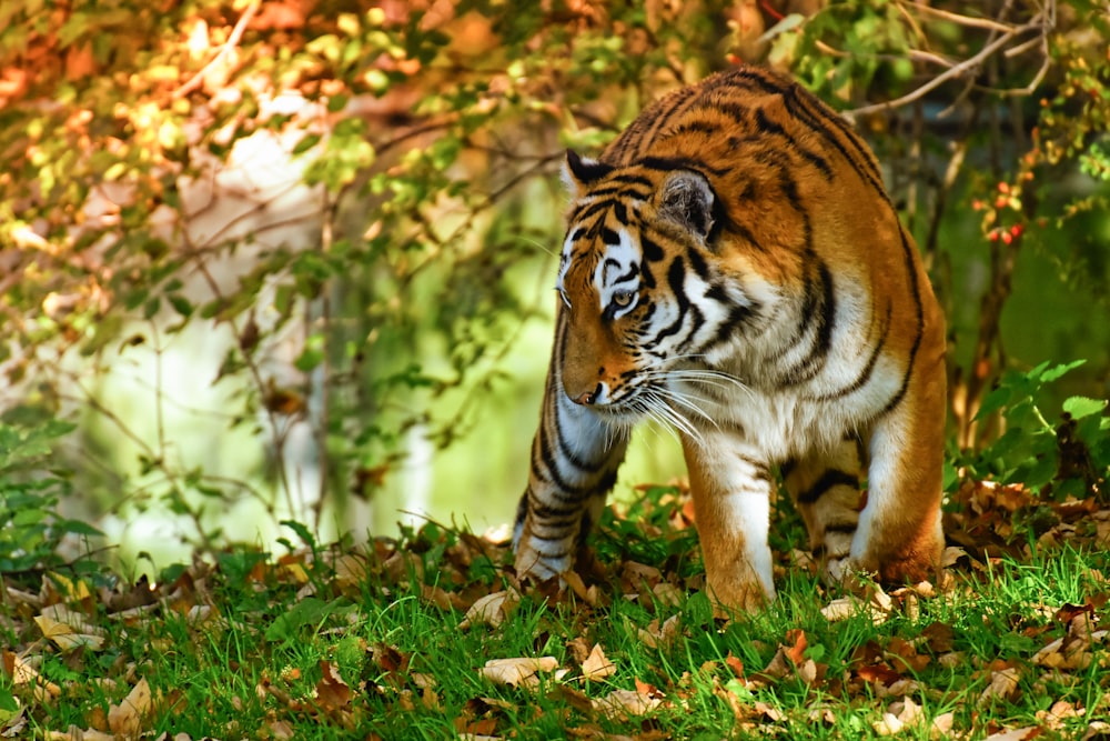 a tiger walking through a lush green forest