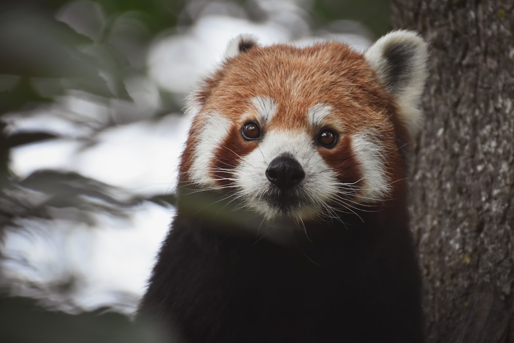 a close up of a red panda bear near a tree