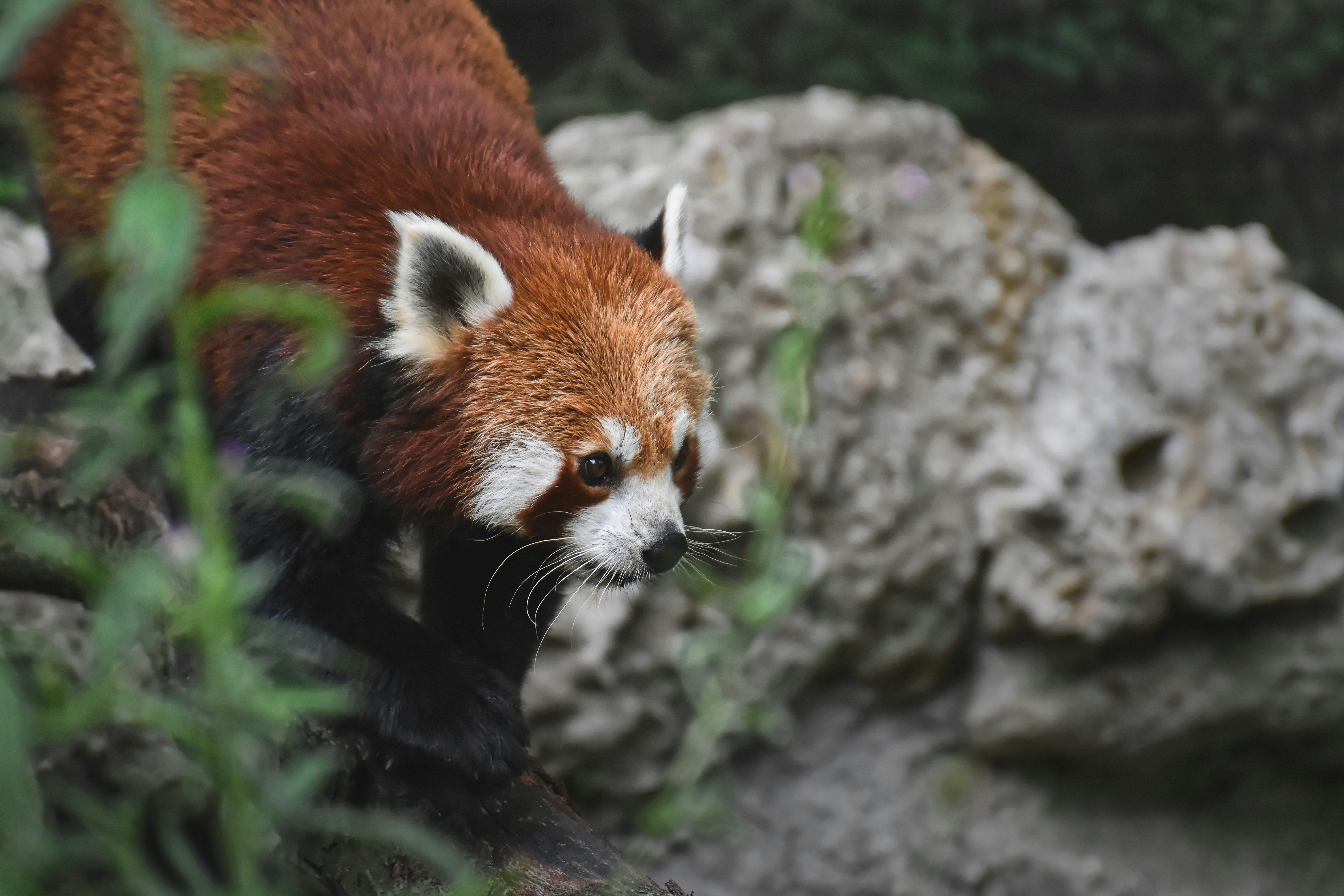 A red panda standing on top of a pile of rocks photo – Free Tierpark ...