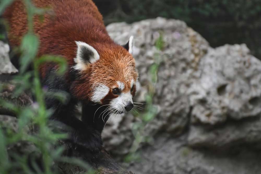 a red panda standing on top of a pile of rocks