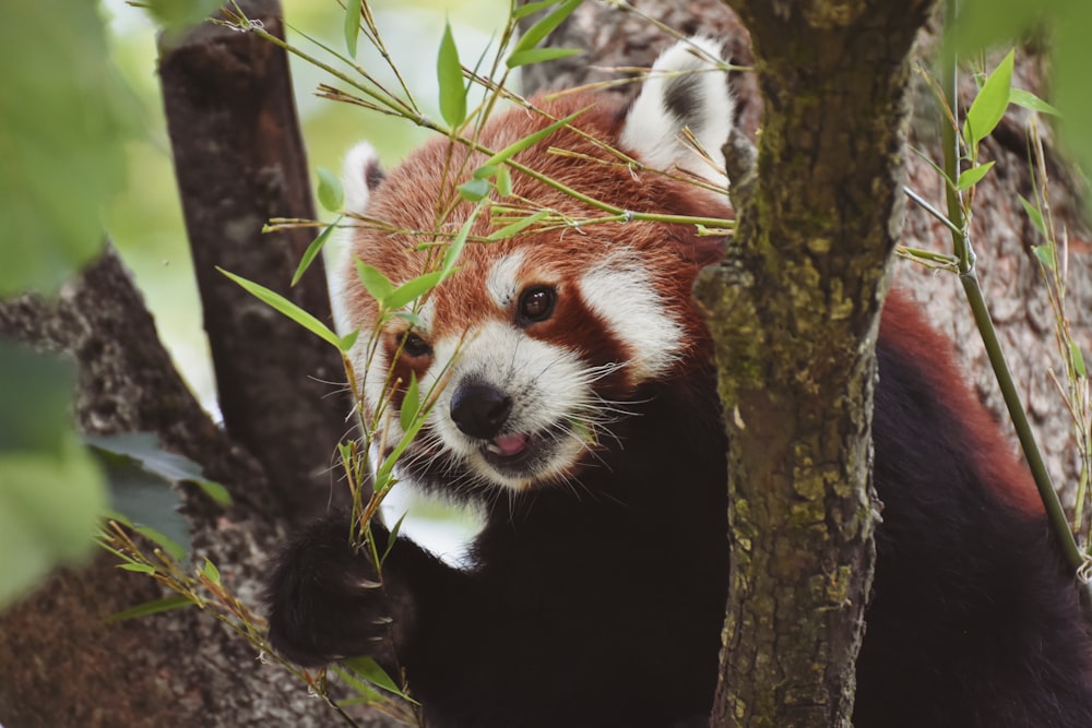 a red panda is sitting in a tree