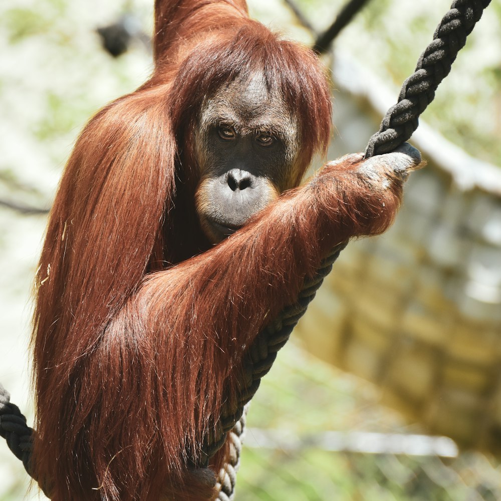 a young oranguel hangs on a rope in a zoo