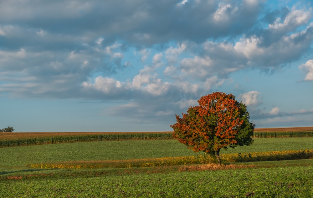 a lone tree stands in the middle of a field